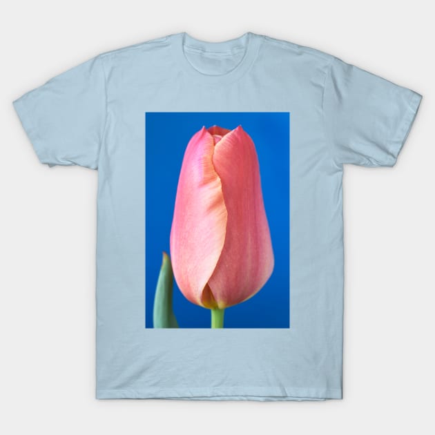 Tulipa  &#39;Stunning Apricot&#39;   Single Late Tulip T-Shirt by chrisburrows